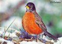 Turdus migratorius